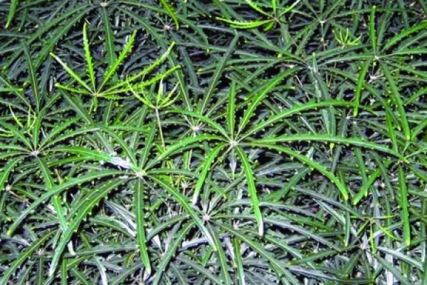 Peacock Wood