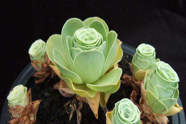 mountain rose