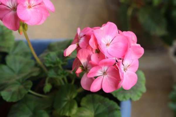 Geranium