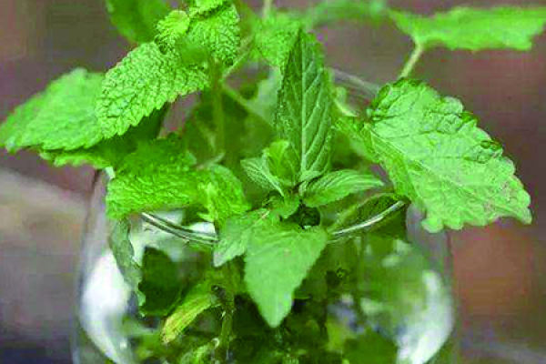 drug weed
