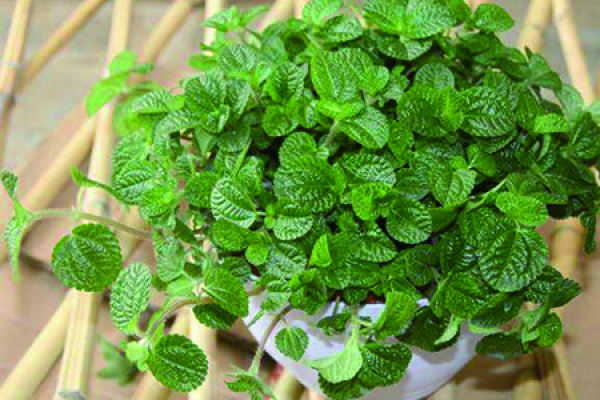 Poison Weed