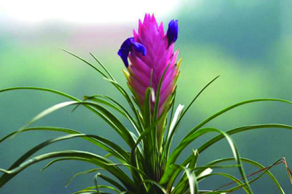 Purple Pineapple