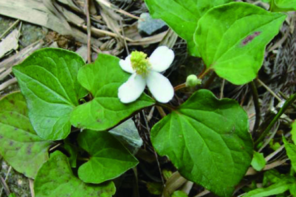 Herba Houttuyniae