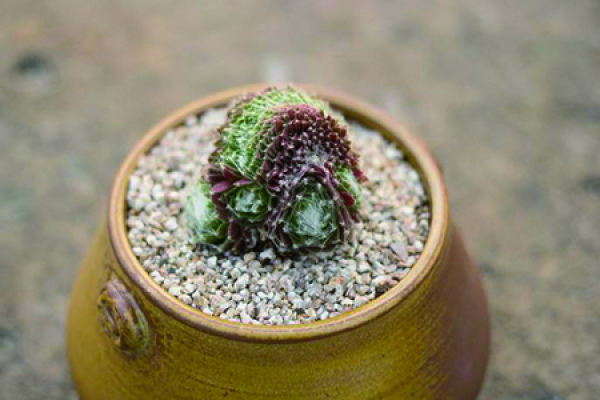Soil