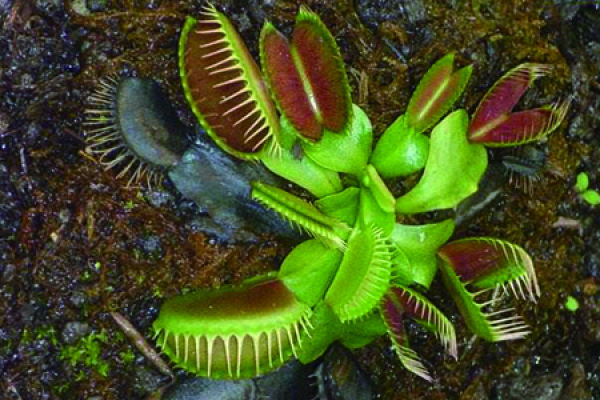 Venus flytrap