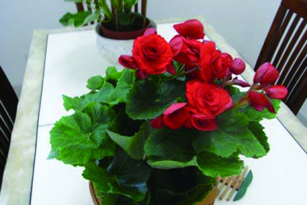 Husband and wife Begonia