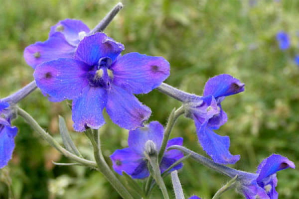 Delphinium
