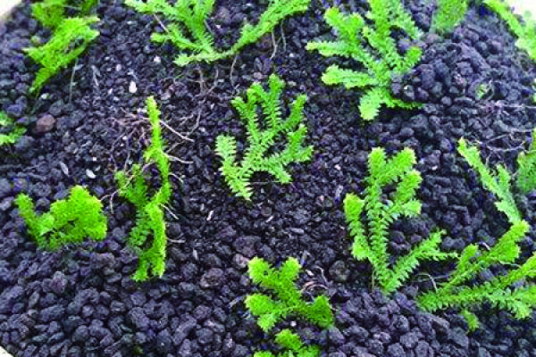 Herba Selaginellae