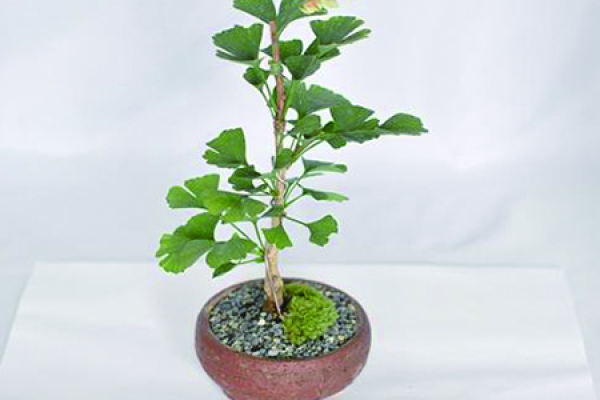 Ginkgo tree