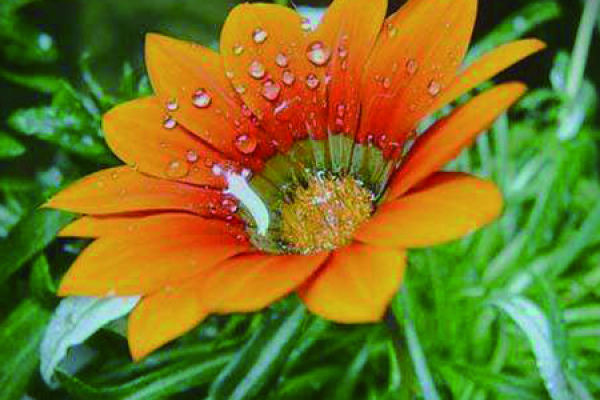 Wheat Stalk Chrysanthemum