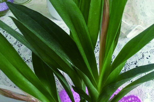 Oncidium