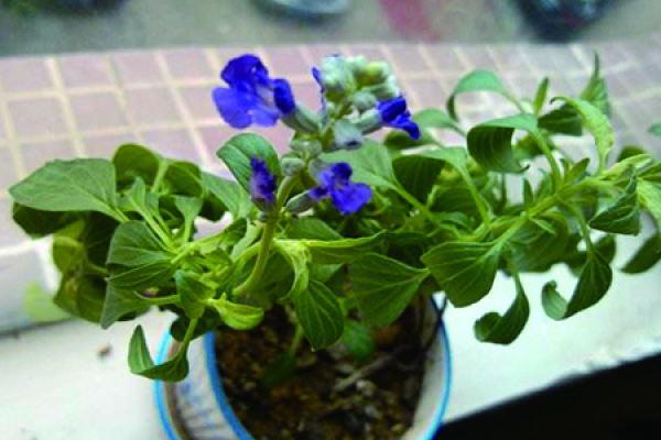 A string of blue
