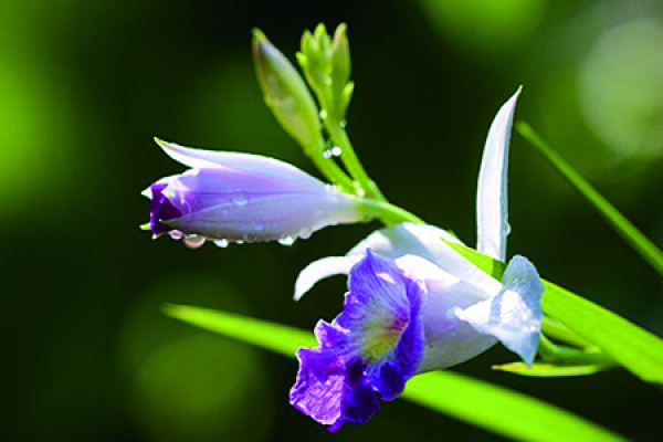 Bamboo Leaf Orchid