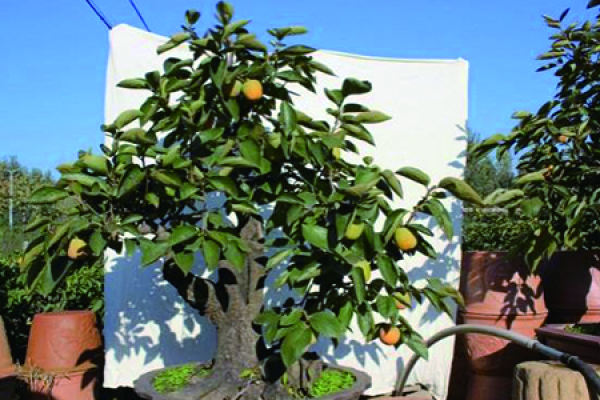 Persimmon tree
