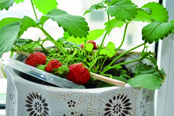 Strawberry