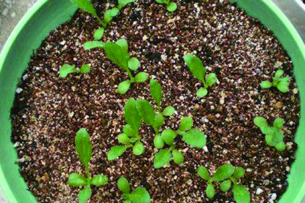 Gaillardia