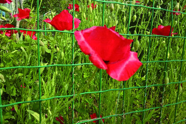 Papaver rhoeas
