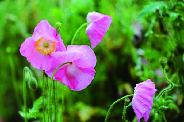 Papaver rhoeas