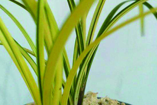 Cymbidium