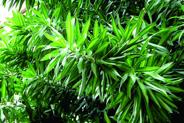 Lily Bamboo