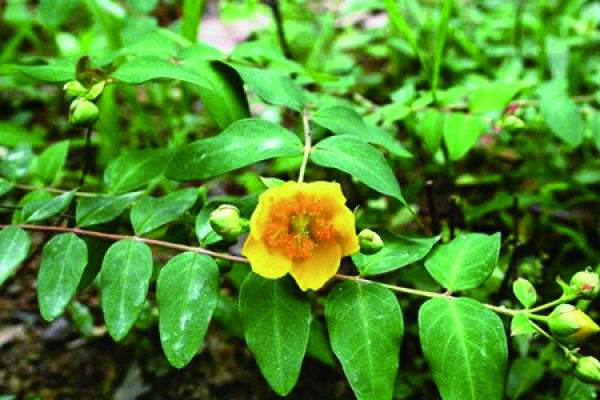 Hypericum
