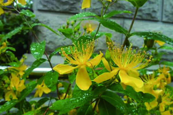 Hypericum chinense