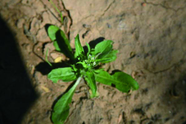Lythrum salicaria