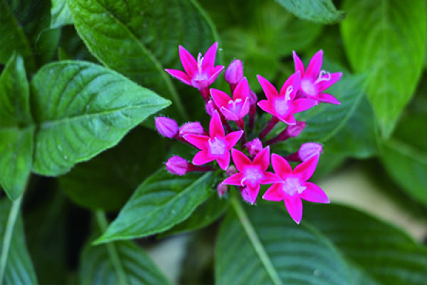 five-star flower
