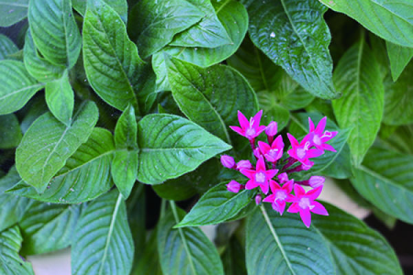 five-star flower