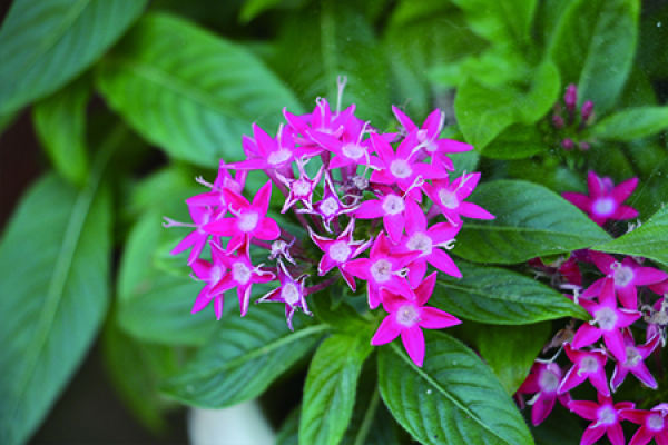 Five-star flower
