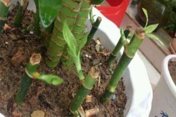 Lucky Bamboo