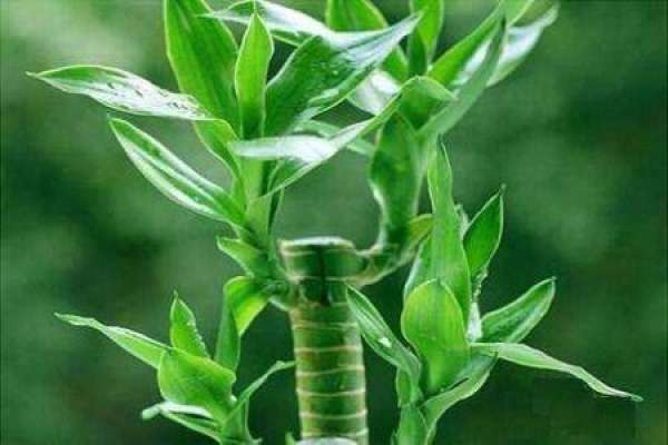 Lucky Bamboo