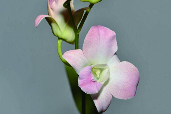 Dendrobium nobile