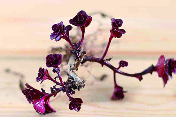 Rose Bulb