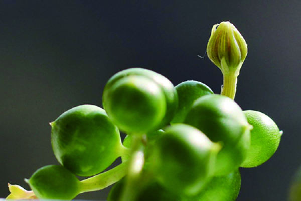 pearl Chlorophytum