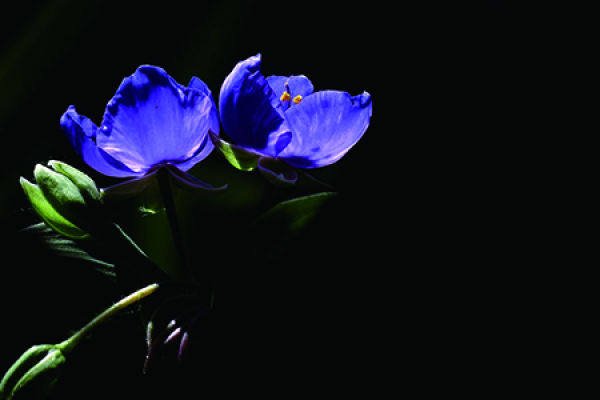 Tradescantia