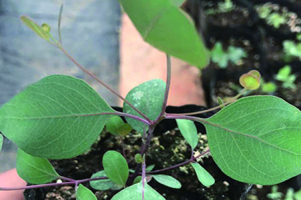 Yugali