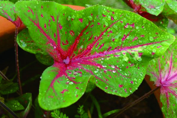 Caladium bicolor