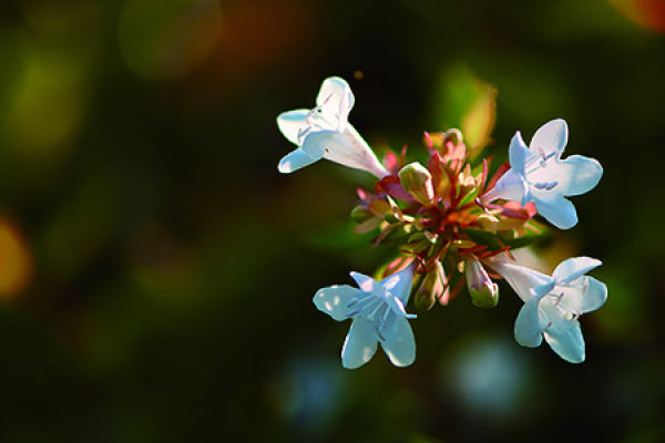 big flower and six trees