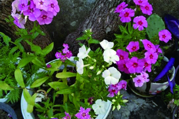 Phlox
