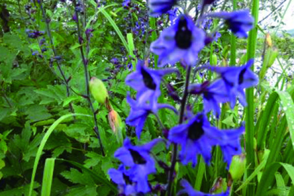 Blue Sparrow