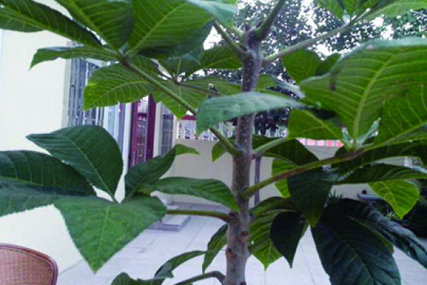 chestnut