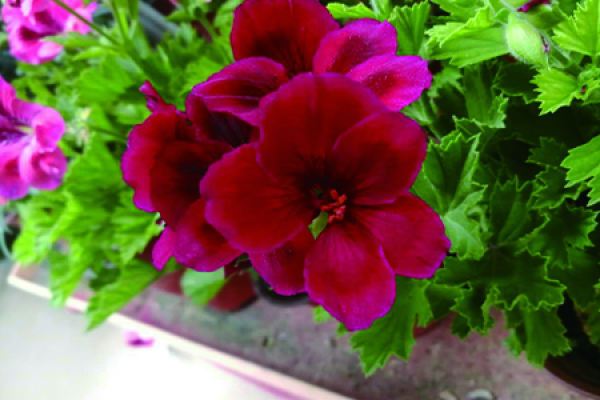 Geranium