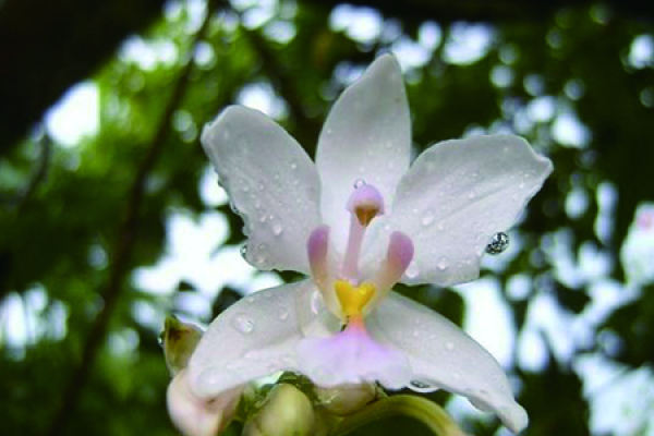 Jasmine
