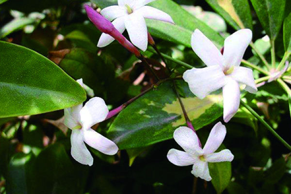 Jasmine