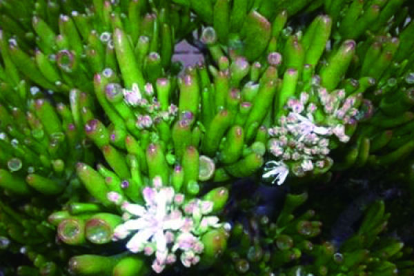succulent tree