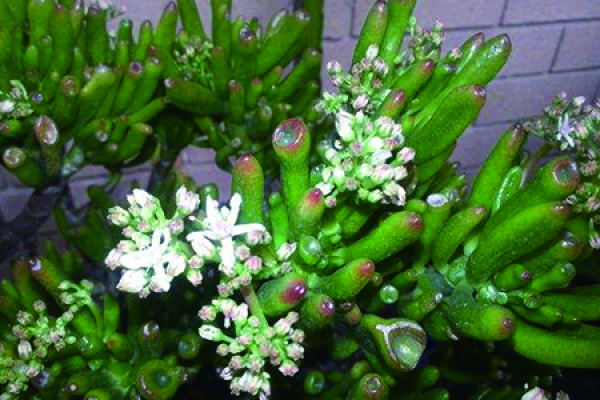 succulent tree