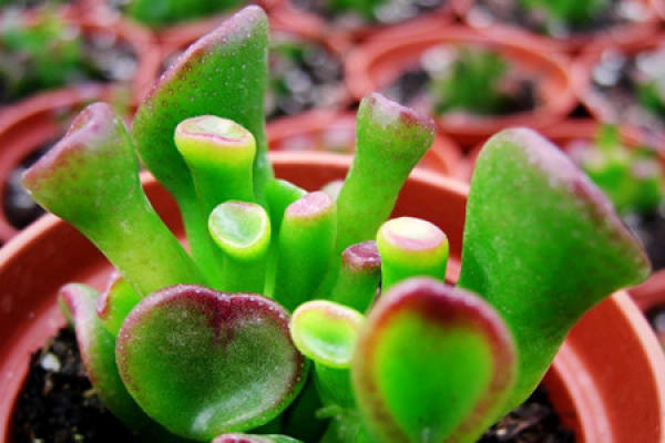 Succulent succulent tree