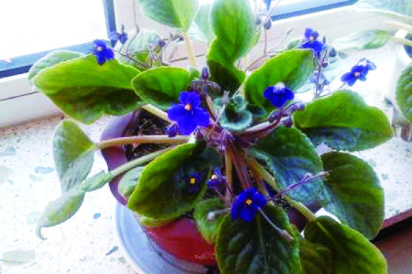 Violet