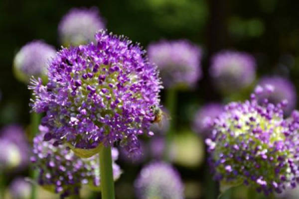 Onion flower
